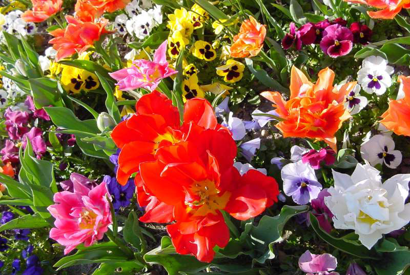 http://www.fitchbay.com/Imageshtml/Ajouts%202004/fleurs.jpg