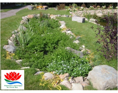 Marais filtrant pour jardin d'eau